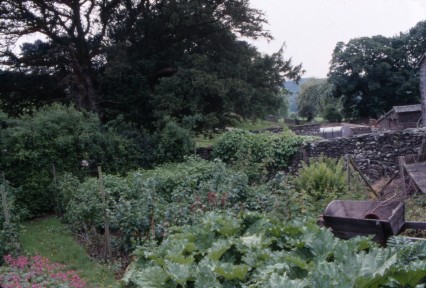 Peter Rabbit Cabbage Patch